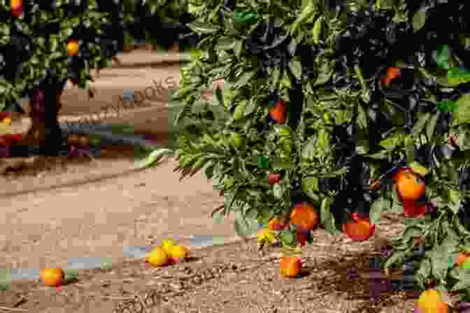 A Grove Of Orange Trees In Florida, With The Sun Shining Through The Leaves. Oranges John McPhee