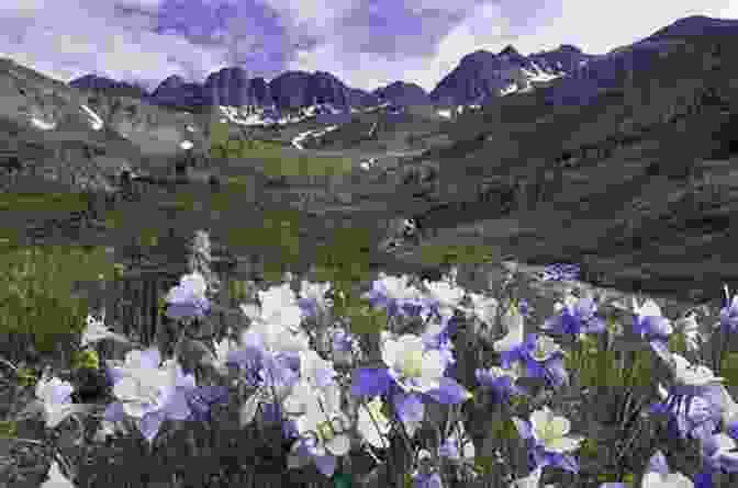 A Person Meditating In A Serene Alpine Meadow, Surrounded By Wildflowers And Mountains Mountain Magic: Celtic Shamanism In The Austrian Alps