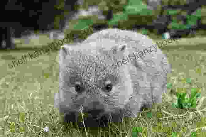 A Wombat Grazing In A Field Of Wildflowers The Secret World Of Wombats