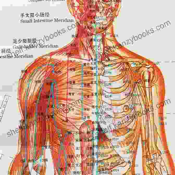 Acupuncture Point Locations And Their Physiological Effects A Primer On Medical Acupuncture