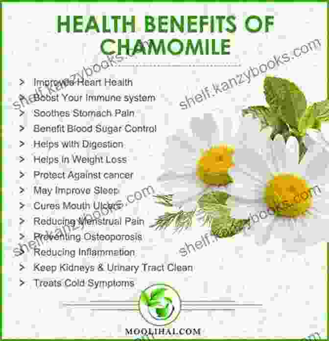 Chamomile Herb With Medicinal Properties Native American Encyclopedia Of Herbal Medicine: 5 In 1: The Best Remedies Used By Native Americans For Hundreds Of Years Herbs From Gardening To Storage Their Uses And Effective Recipes