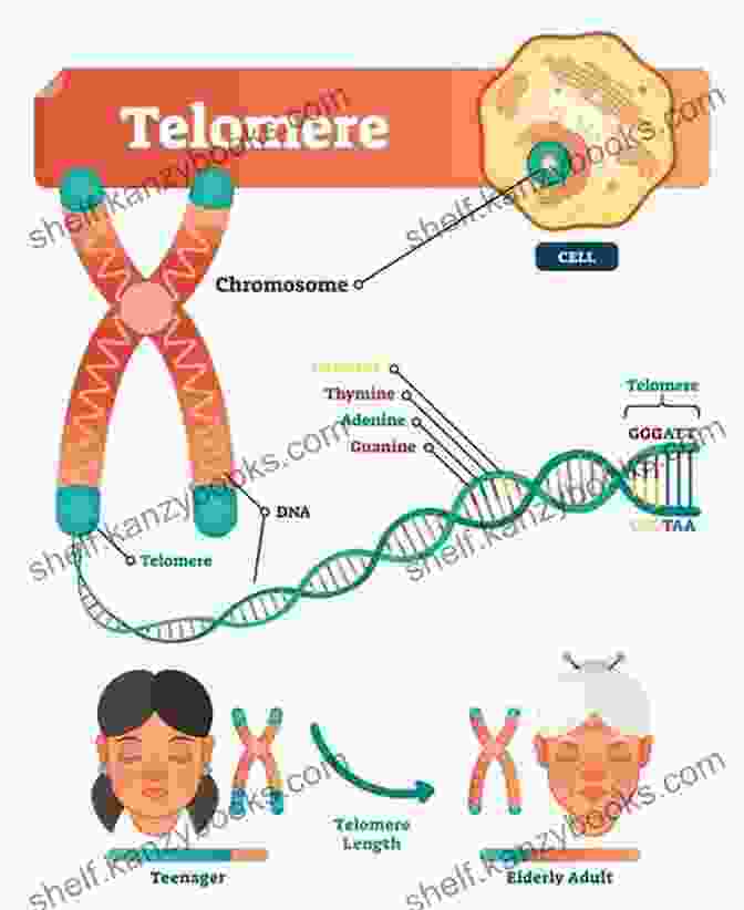 Diagram Of Cellular Senescence, Mitochondrial Function, And Telomere Length 101 Secrets For Living (to Be) 247*: Tips To Being Happier Healthier And Maybe Alive For A Lot Longer (*actual Results May Vary)