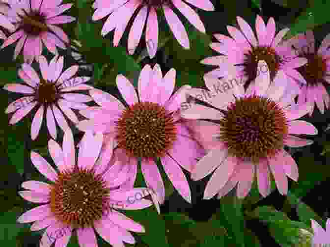 Echinacea Herb With Medicinal Properties Native American Encyclopedia Of Herbal Medicine: 5 In 1: The Best Remedies Used By Native Americans For Hundreds Of Years Herbs From Gardening To Storage Their Uses And Effective Recipes