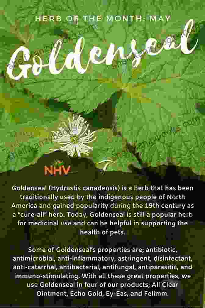 Goldenseal Herb With Medicinal Properties Native American Encyclopedia Of Herbal Medicine: 5 In 1: The Best Remedies Used By Native Americans For Hundreds Of Years Herbs From Gardening To Storage Their Uses And Effective Recipes