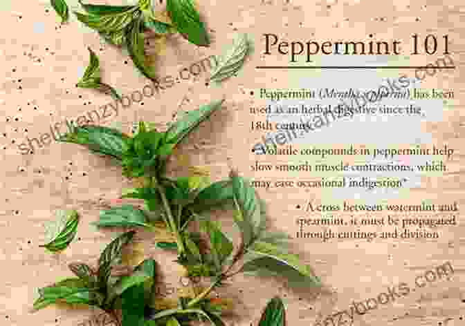 Peppermint Herb With Medicinal Properties Native American Encyclopedia Of Herbal Medicine: 5 In 1: The Best Remedies Used By Native Americans For Hundreds Of Years Herbs From Gardening To Storage Their Uses And Effective Recipes