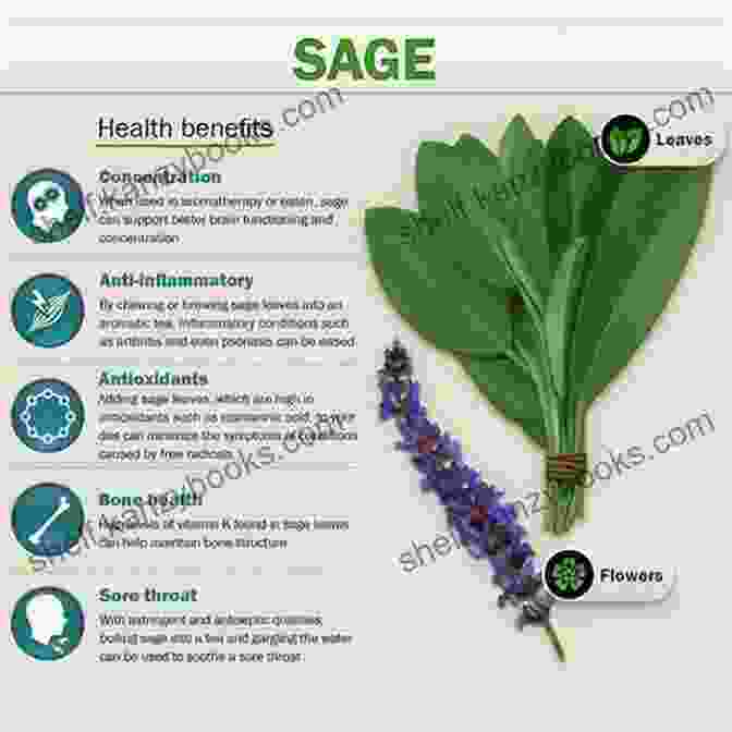 Sage Herb With Medicinal Properties Native American Encyclopedia Of Herbal Medicine: 5 In 1: The Best Remedies Used By Native Americans For Hundreds Of Years Herbs From Gardening To Storage Their Uses And Effective Recipes